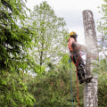 Benefits Of Hiring A Tree Removal Company In Portland With Expertise In Arboriculture