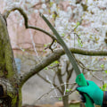 Tree Care 101: Understanding The Importance Of Arboriculture In Harrisburg, PA