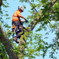 The Importance Of Hiring Professional Arborists In Chester County: Mastering Arboriculture