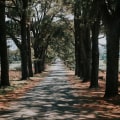 Sustaining Orlando's Canopy: The Intersection Of Arboriculture And Professional Tree Services