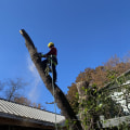 Professional Tree Care In Round Rock, TX, With Advanced Arboriculture Techniques