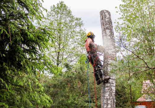 Benefits Of Hiring A Tree Removal Company In Portland With Expertise In Arboriculture