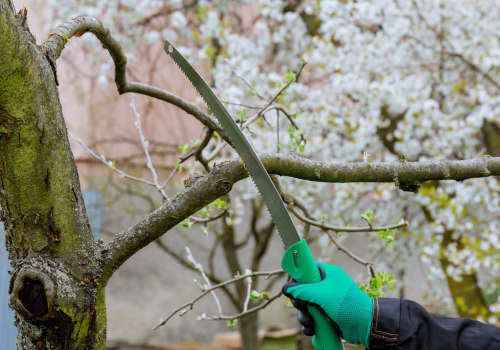 Tree Care 101: Understanding The Importance Of Arboriculture In Harrisburg, PA