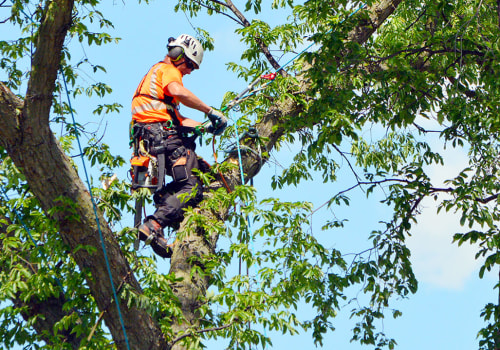 The Importance Of Hiring Professional Arborists In Chester County: Mastering Arboriculture