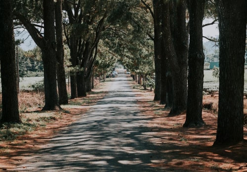 Sustaining Orlando's Canopy: The Intersection Of Arboriculture And Professional Tree Services