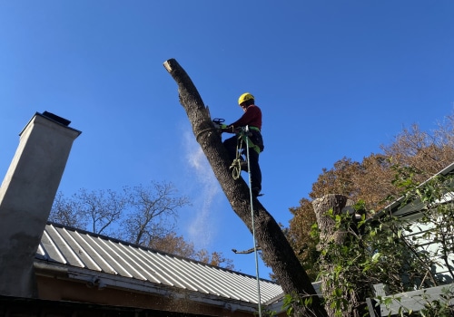 Professional Tree Care In Round Rock, TX, With Advanced Arboriculture Techniques